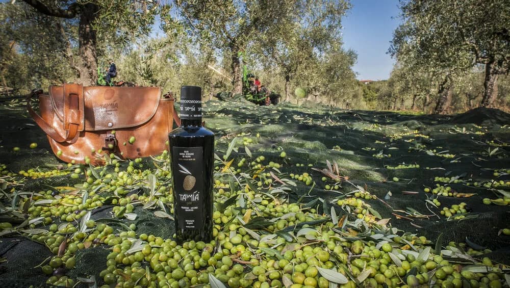 Czy oliwa może się zepsuć? Oto znaki, które musisz znać