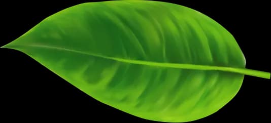 Fantic napoje - naturalne smaki, które pokochasz bez sztucznych dodatków