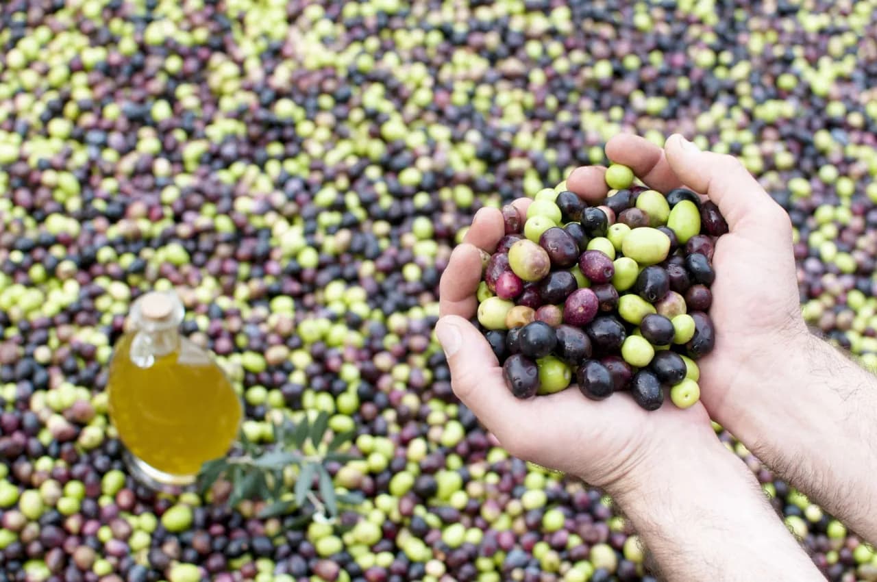 Czy oliwa się psuje? Oto objawy i sposoby na dłuższe przechowywanie